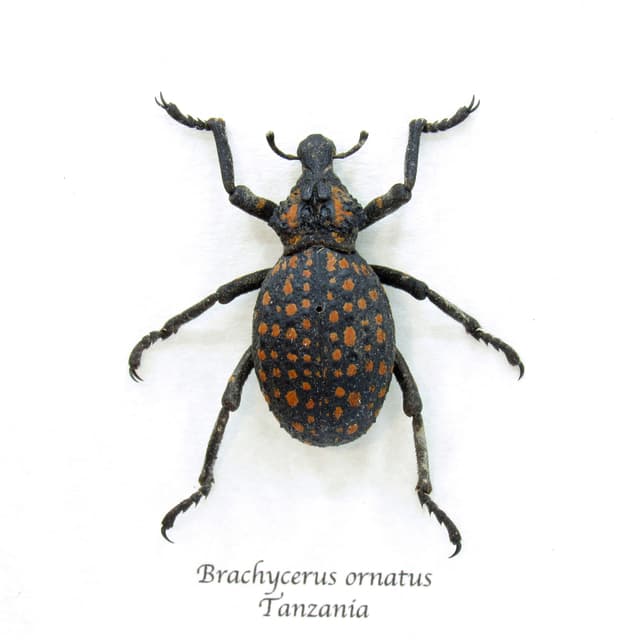 Worlds largest weevil framed taxidermy - Brachycerus ornatus