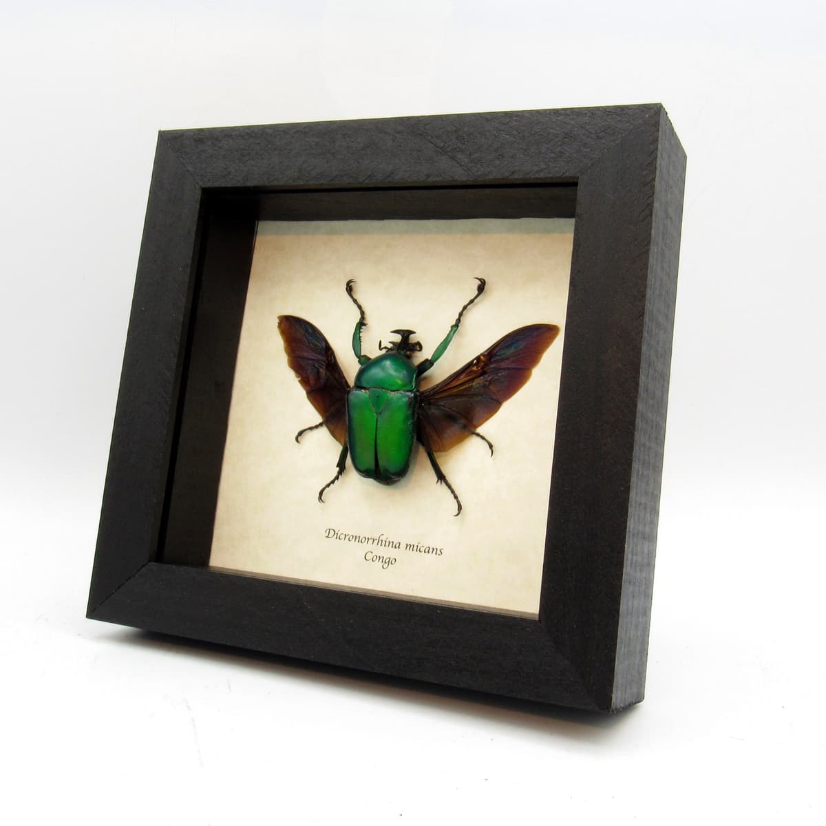 Large green African Scarab beetle framed taxidermy - Dicronorrhina micans