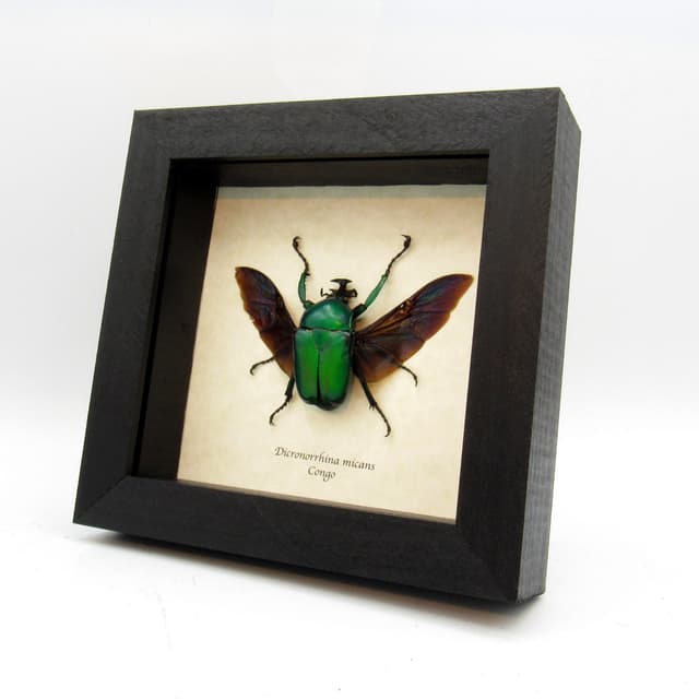 Large green African Scarab beetle framed taxidermy - Dicronorrhina micans