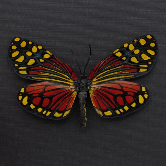 Rare red Zygaenid moth framed taxidermy - Campylotes desgondinsi - large female