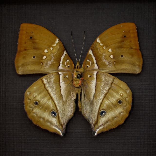 Real African Leaf butterfly framed taxidermy - Kallimoides rumia