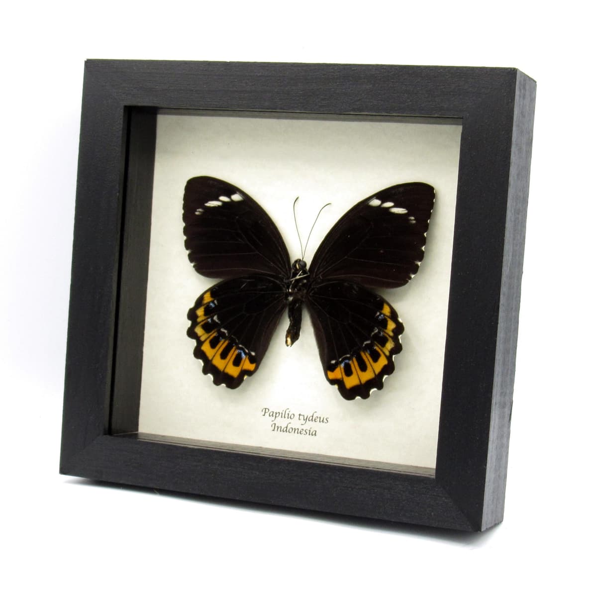 Very large real orange butterfly framed taxidermy - Papilio tydeus