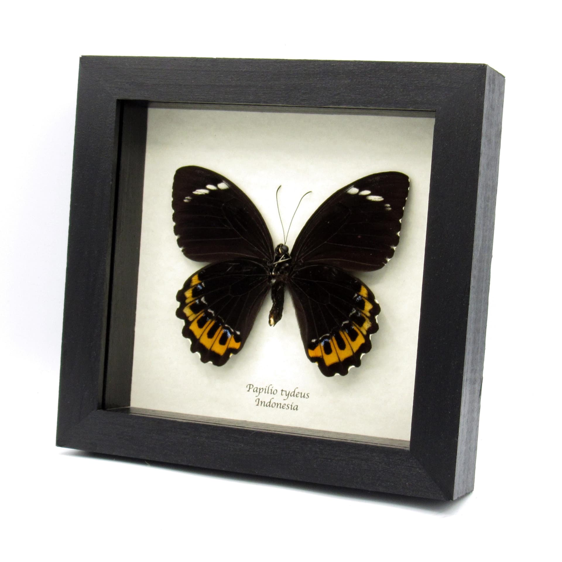 Very large real orange butterfly framed taxidermy - Papilio tydeus