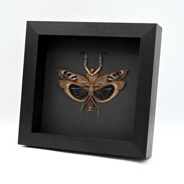 Real framed praying mantis taxidermy - Deroplatys desiccata
