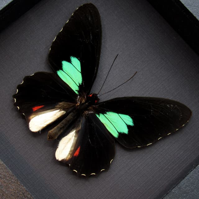 Real Cattleheart butterfly framed taxidermy - Parides Sesostris