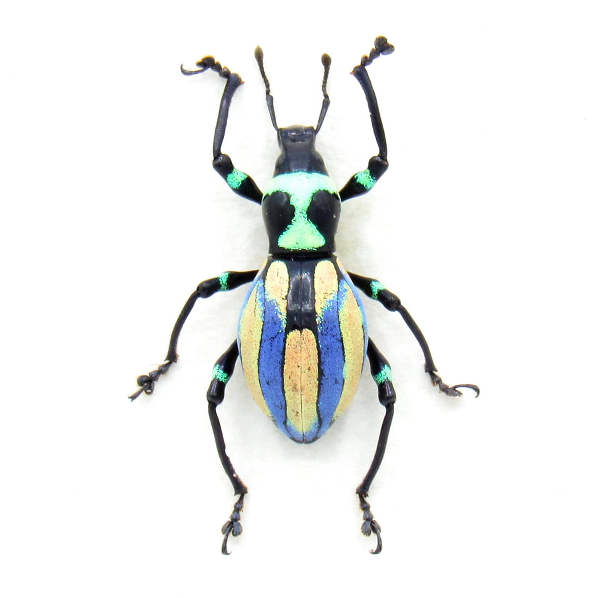 Very rare real purple weevil beetle framed specimen - Pachyrhynchus species
