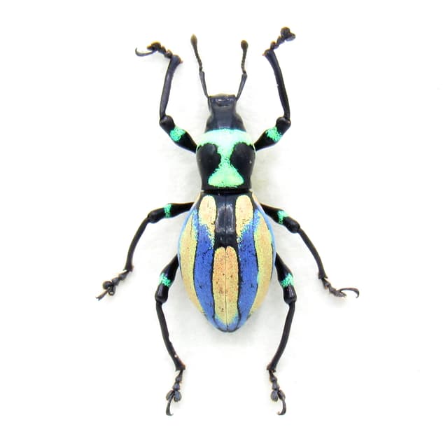 Very rare real purple weevil beetle framed specimen - Pachyrhynchus species