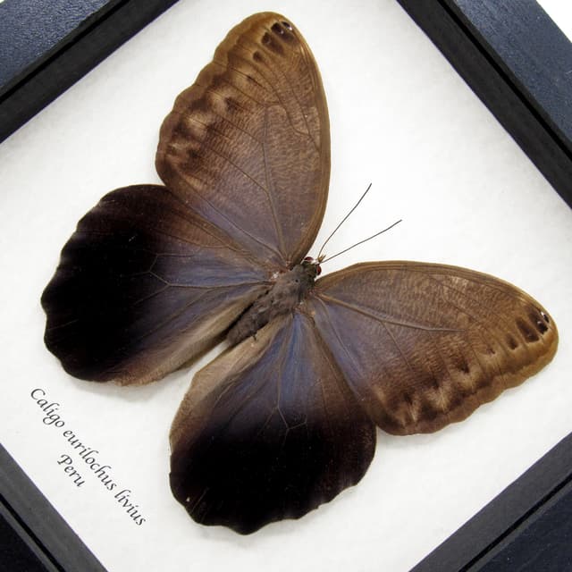 Real Giant Owl Butterfly framed taxidermy - Caligo eurilochus livius
