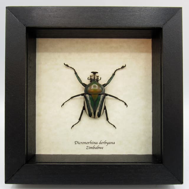 Large green metallic scarab beetle framed taxidermy - Dicronorhina derbyana