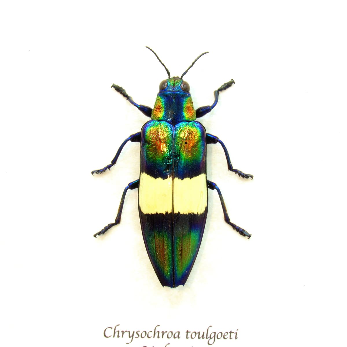 Real metallic Jewel beetle framed taxidermy - Chrysochroa toulgoeti