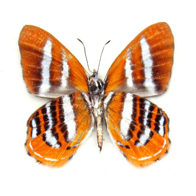 Real tiny orange Metalmark butterfly framed taxidermy - Euselasia uzita