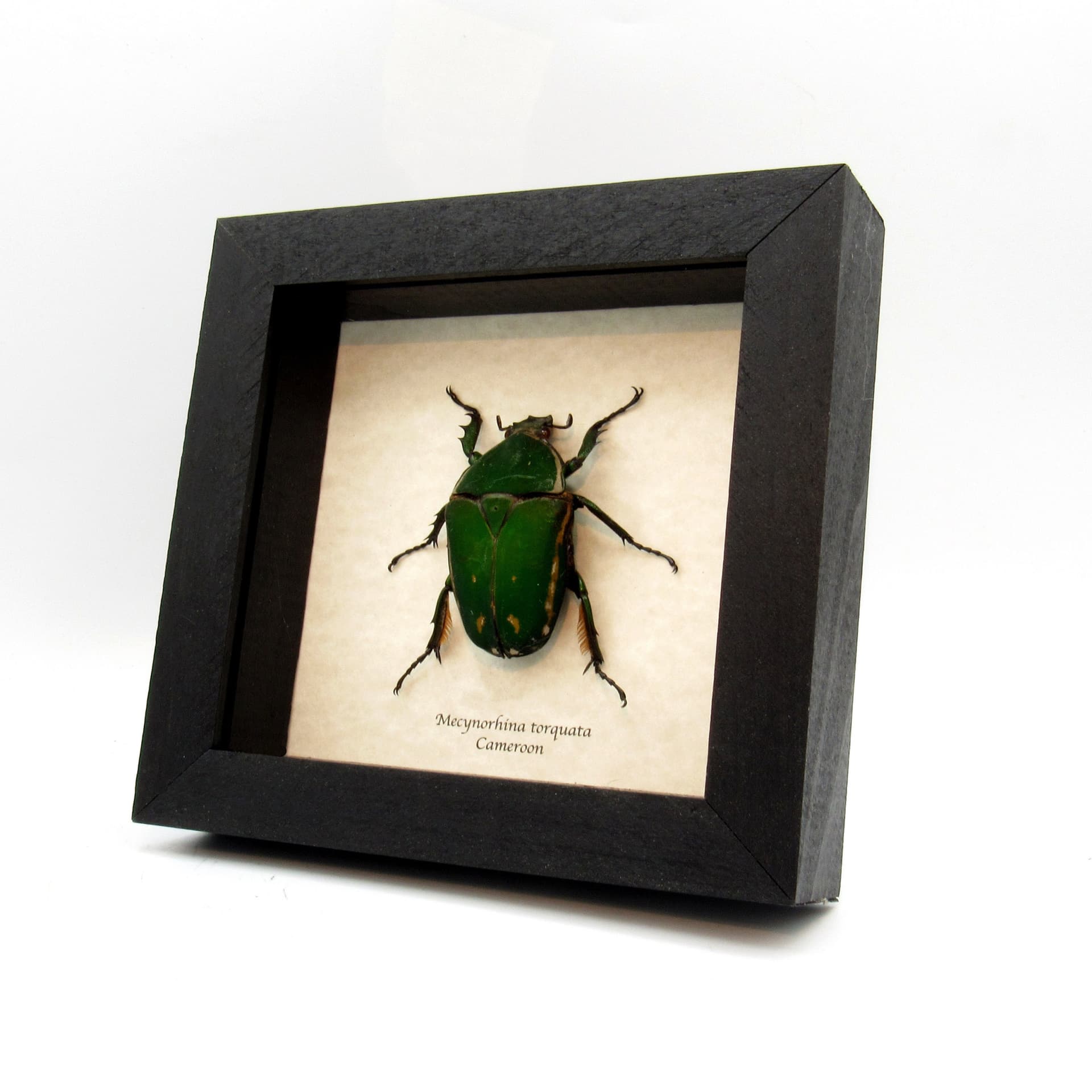 Real XL African Scarab beetle framed taxidermy - Mecynorhina torquata - female