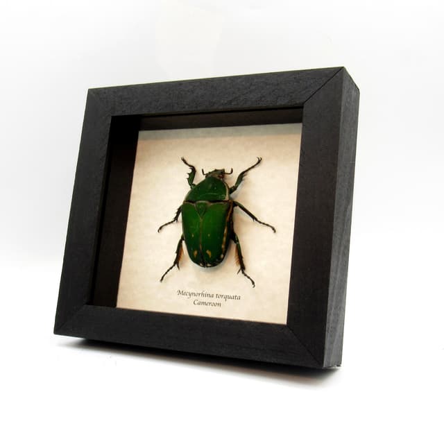Real XL African Scarab beetle framed taxidermy - Mecynorhina torquata - female