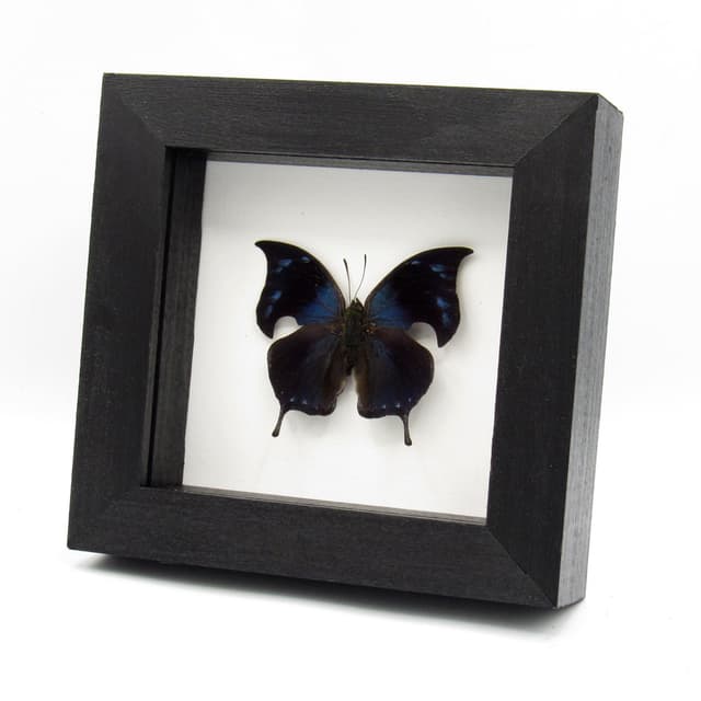 Rare Blue Hatchet Wing butterfly framed taxidermy - Memphis alberta