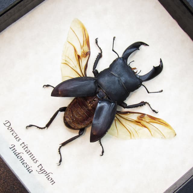 Real Giant Stag beetle framed taxidermy - Dorcus titanus typhon