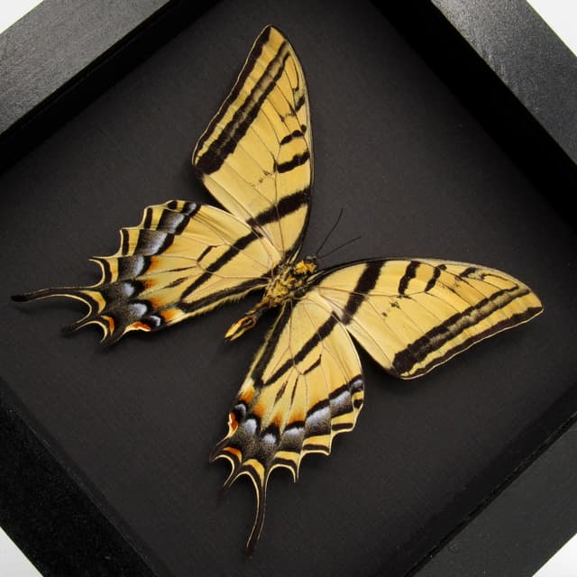 Real XL Two-Tailed Swallowtail framed taxidermy - Papilio multicaudata - female