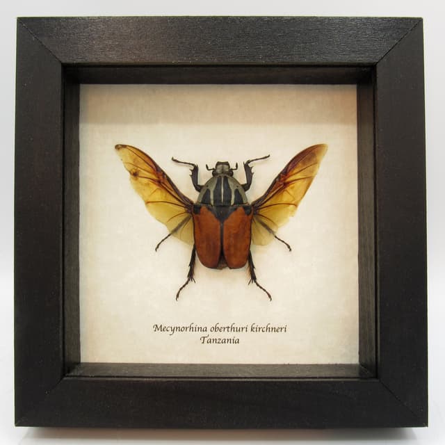 Real framed taxidermy beetle - Mecynorhina oberthuri kirchneri