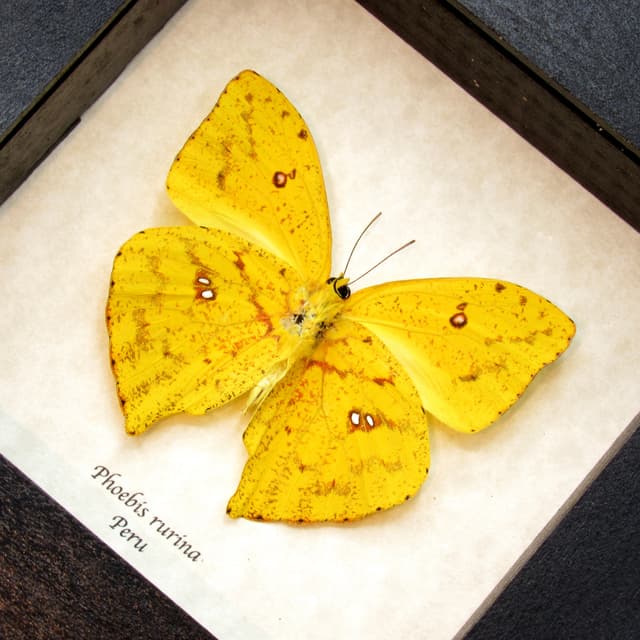 Real yellow Sulphur butterfly framed taxidermy - Phoebis rurina