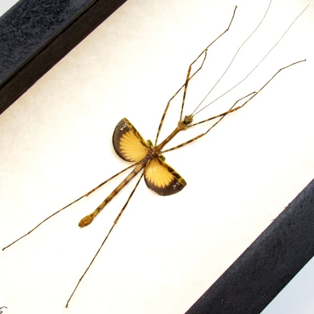 Real Javanese Lichen Stick Insect framed taxidermy - Pseudodiacantha macklottii