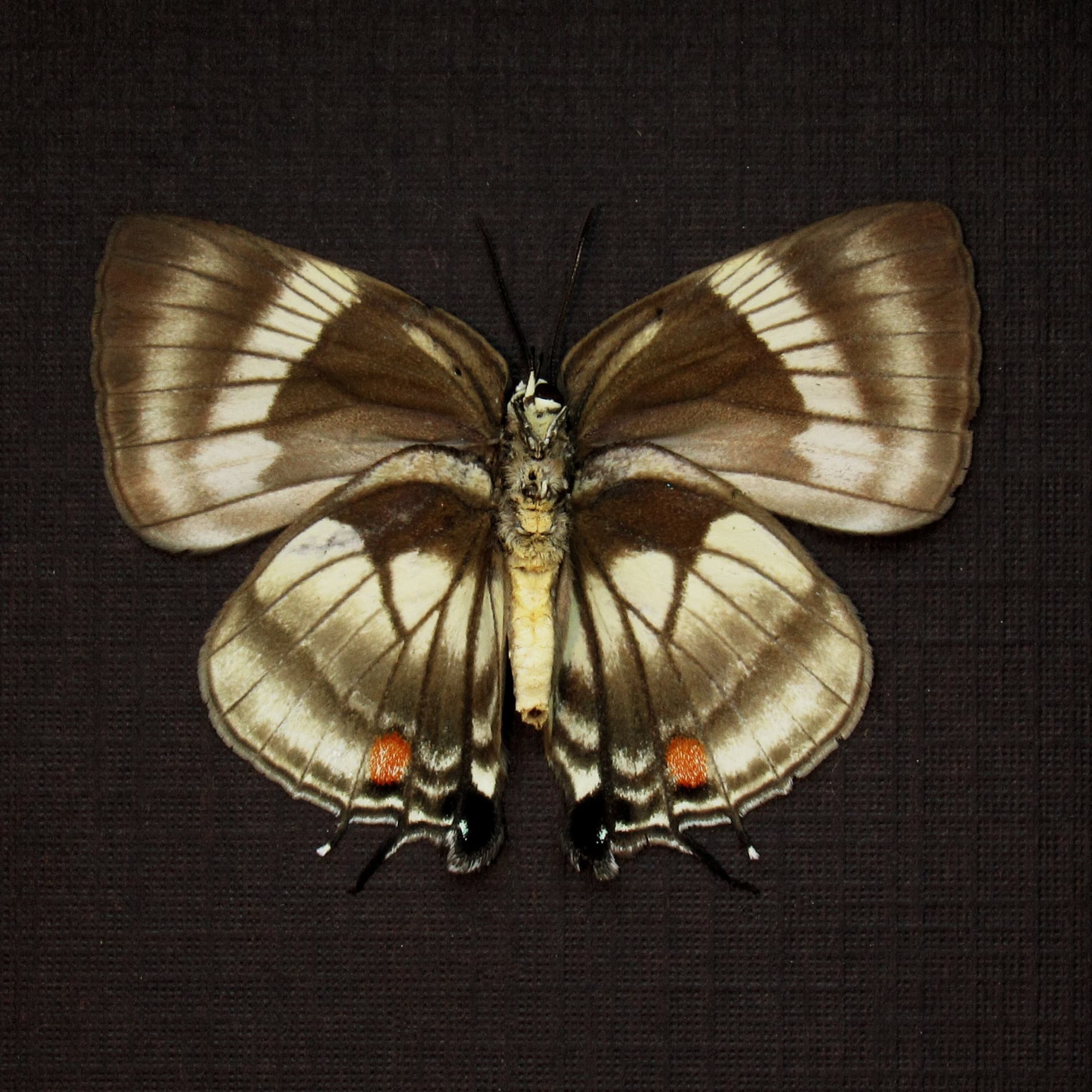 Rare Hairstreak butterfly framed taxidermy - Panthiades pelion