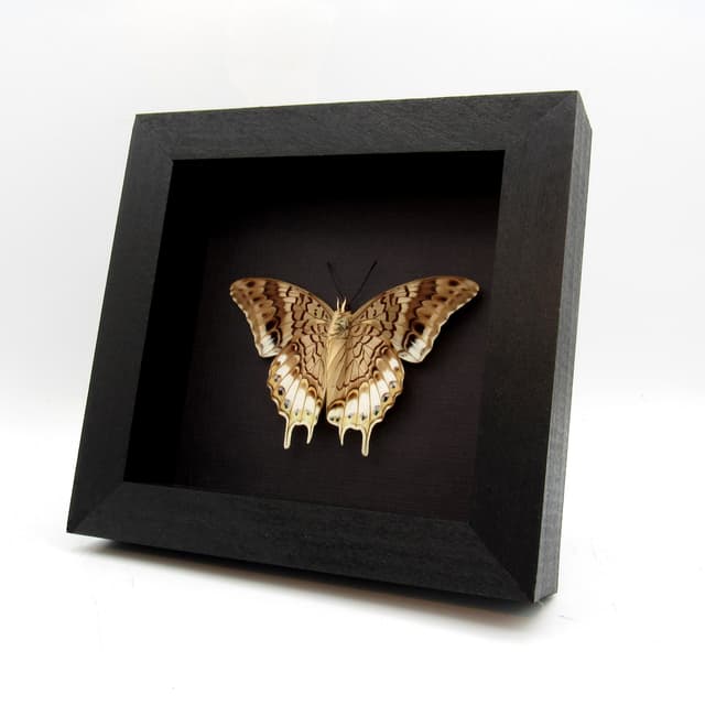 Real butterfly framed taxidermy - Charaxes orilus - Victorian mount