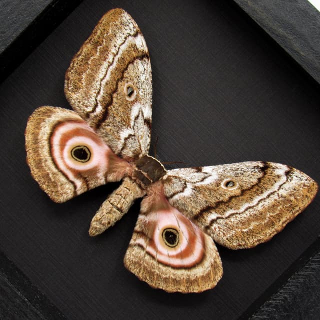 Rare Speckled Emperor moth framed taxidermy - Gynanisa maja - female
