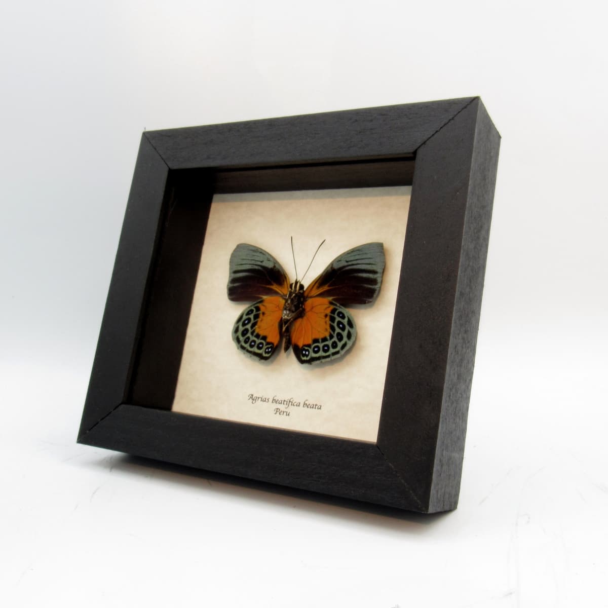Rare butterfly framed taxidermy - Agrias beatifica beata
