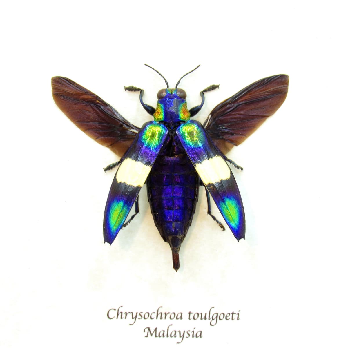 Real metallic Jewel beetle framed taxidermy - Chrysochroa toulgoeti