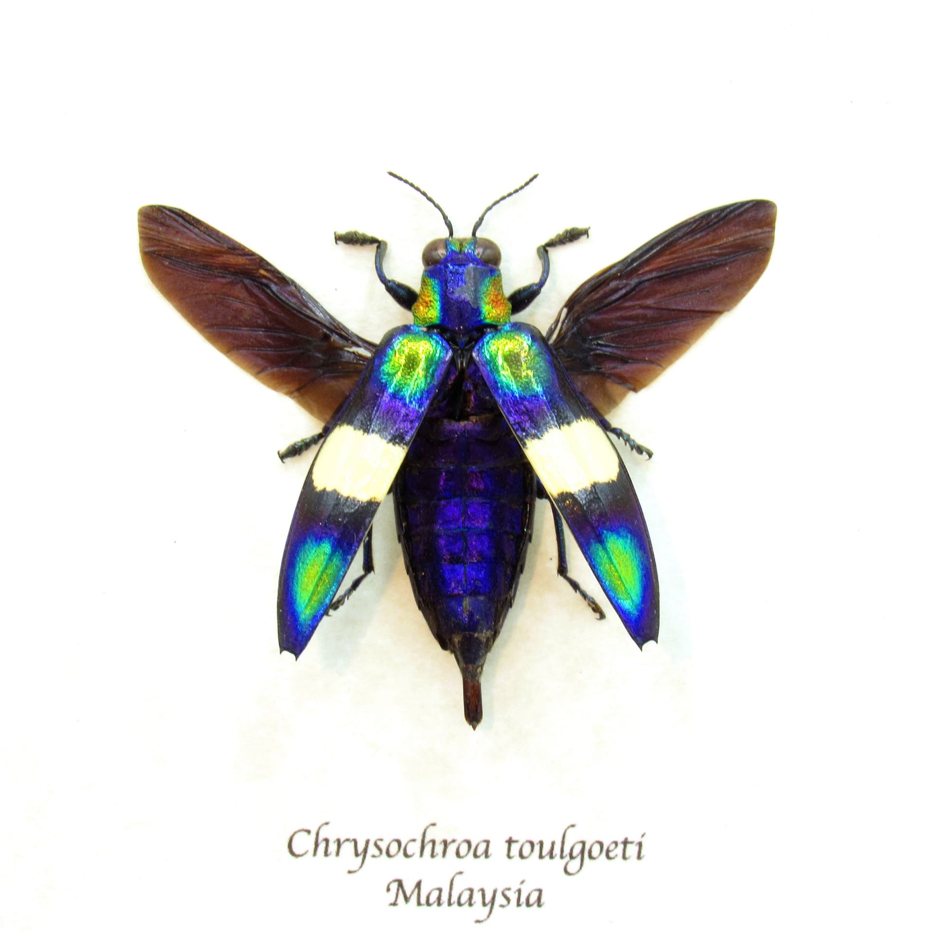 Real metallic Jewel beetle framed taxidermy - Chrysochroa toulgoeti