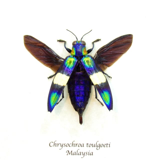 Real metallic Jewel beetle framed taxidermy - Chrysochroa toulgoeti