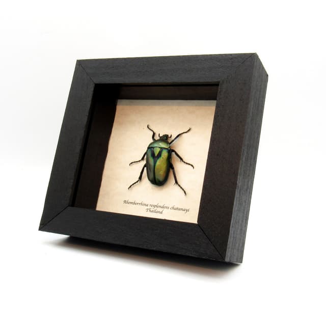 Real metallic Scarab beetle framed taxidermy - Rhomborrhina resplendens chatanayi