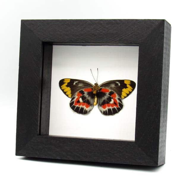 Rare Australian Imperial White butterfly framed specimen - Delias harpalyce - female - Victorian mount