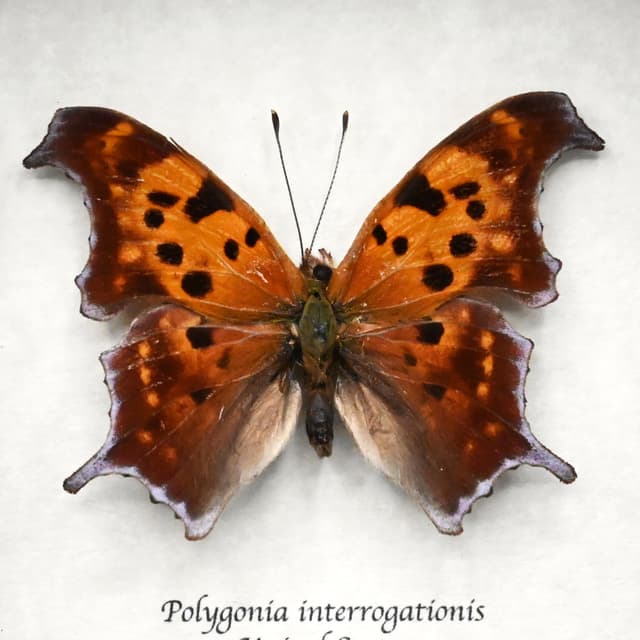 Real Question Mark butterfly framed taxidermy - Polygonia interrogationis