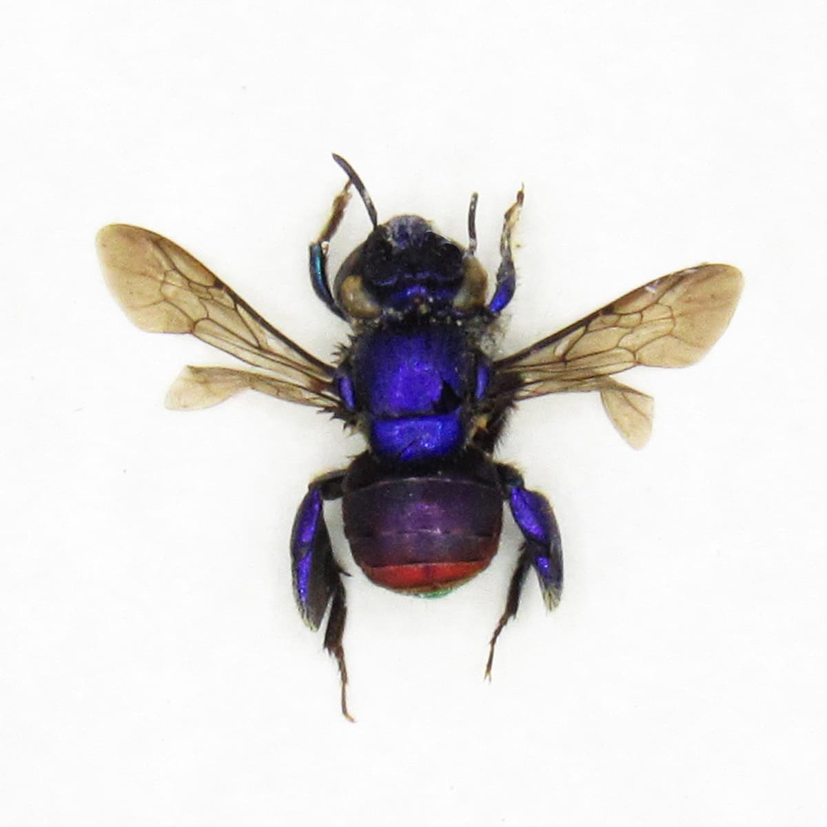 Rare purple Orchid Bee framed taxidermy - Euglossa species