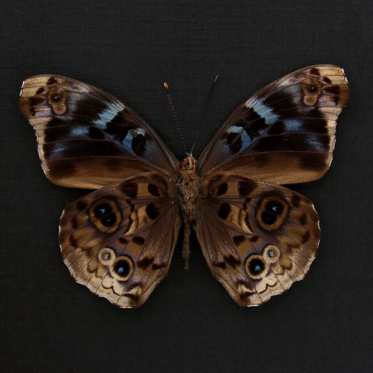 Real Purple Wing butterfly framed taxidermy - Eunica volumna celma