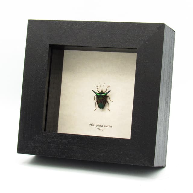 Real horned metallic green Shield bug framed taxidermy - Hemiptera species