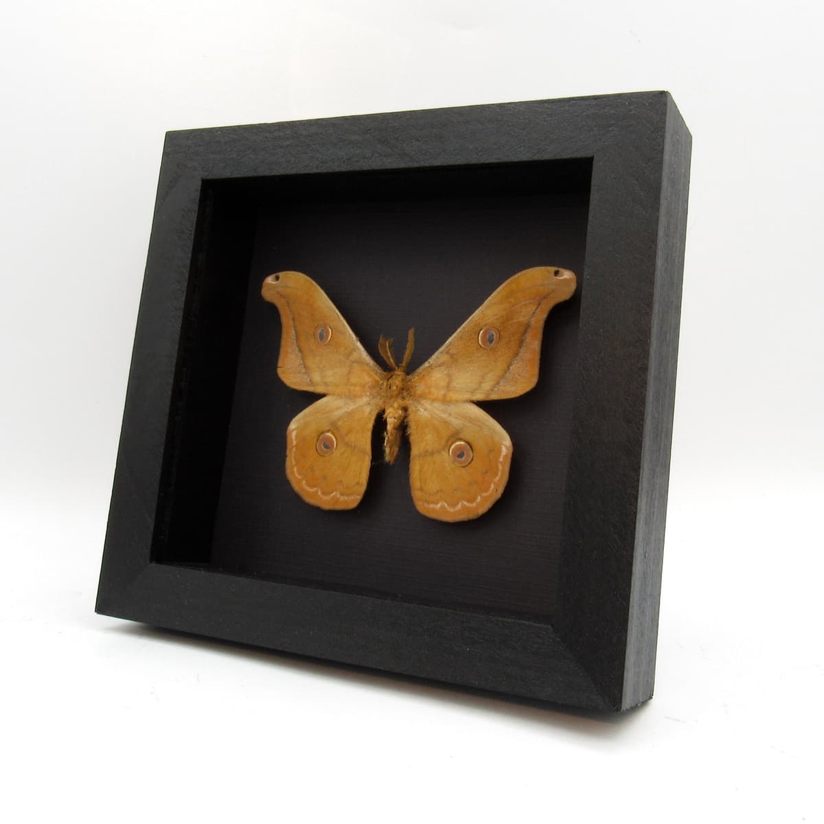 Rare Mexican Silk moth framed taxidermy - Copaxa lavendera