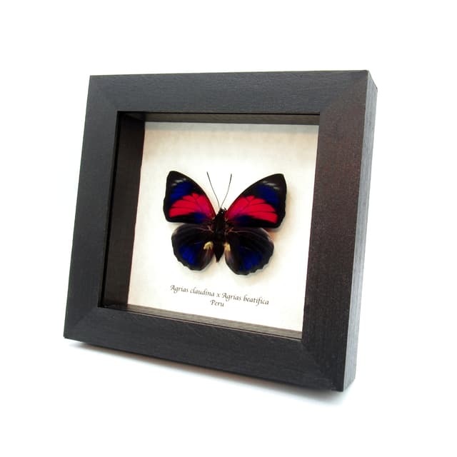 Stunning real hybrid Agrias butterfly framed taxidermy - Agrias claudina sardanapalus x Agrias beutifica