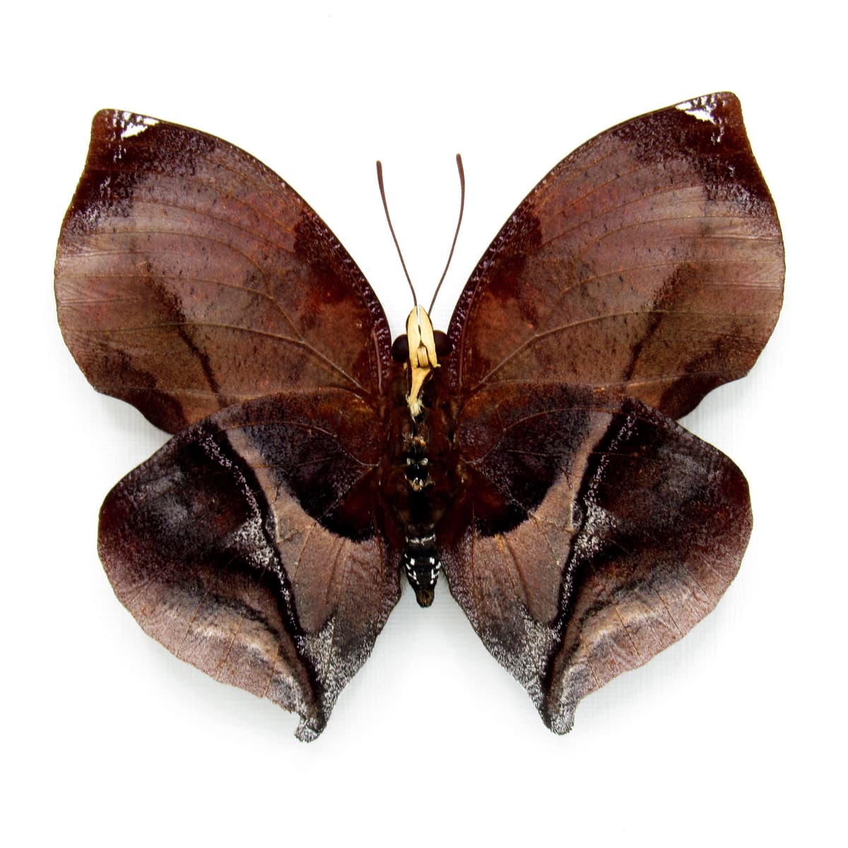 Real Autumn leaf mimicking butterfly taxidermy - Siderone galanthis