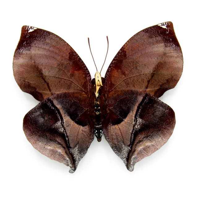 Real Autumn leaf mimicking butterfly taxidermy - Siderone galanthis