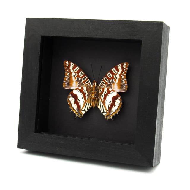 Very rare silver Charaxes butterfly framed taxidermy - Charaxes andranodorus - minor damage