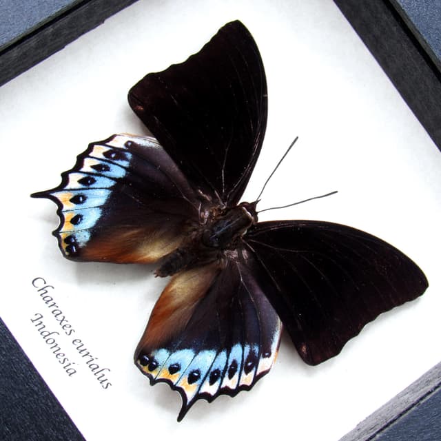 Real framed taxidermy butterfly - Charaxes eurialus