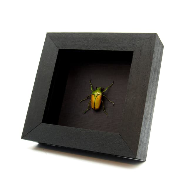 Real African flower beetle framed taxidermy - Cyprolais species