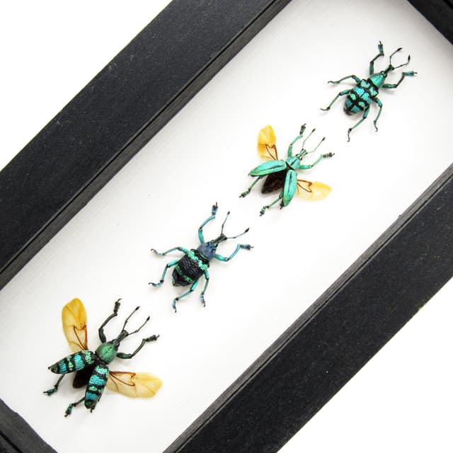WEEVIL MANIA - real framed metallic glitter weevil beetle collection - wings open and closed