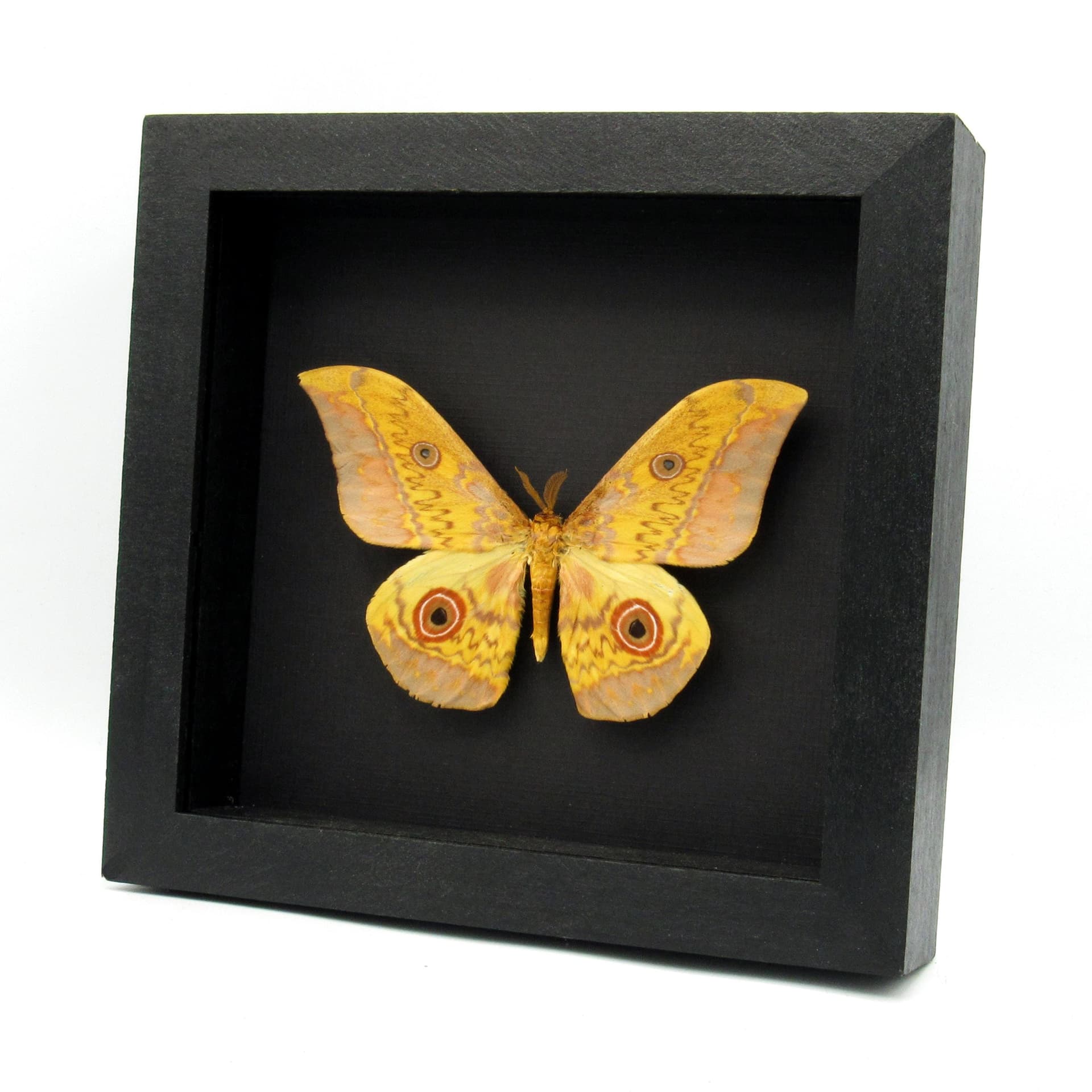 Very large real Aratus Silkmoth framed taxidermy - Aurivillius aratus