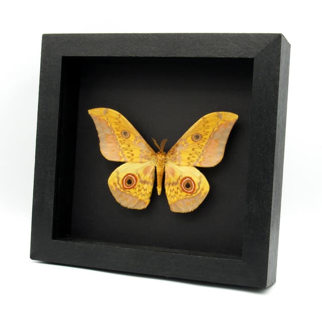 Very large real Aratus Silkmoth framed taxidermy - Aurivillius aratus