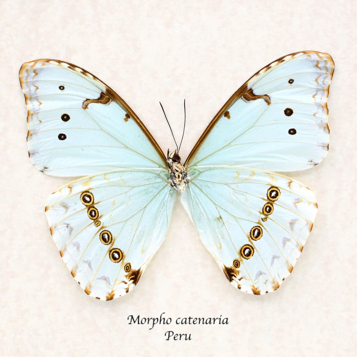 Real pale green Morpho butterfly framed taxidermy - Morpho catenaria