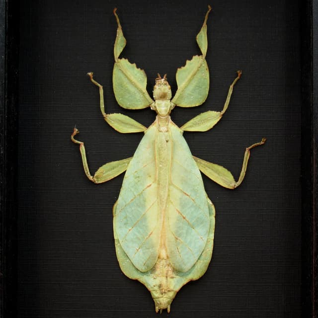 Real Walking Leaf insect framed taxidermy - Phyllium celebicum - female