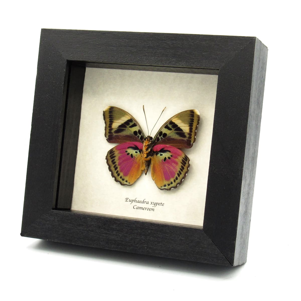 Real fuchsia butterfly framed taxidermy - Euphaedra xypete