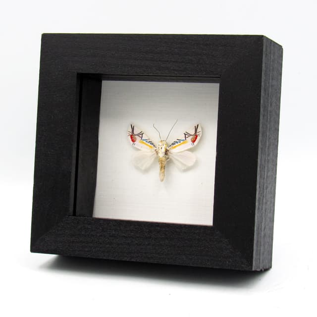 Rare metallic Picasso moth framed taxidermy - Baorisa hieroglyphica